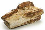 Triassic-Age Petrified Wood Log - Madagascar #378895-1